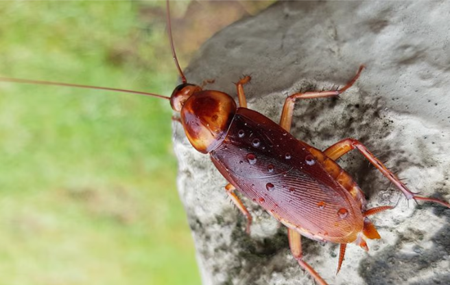 American cockroach on a rock with beads of water on back