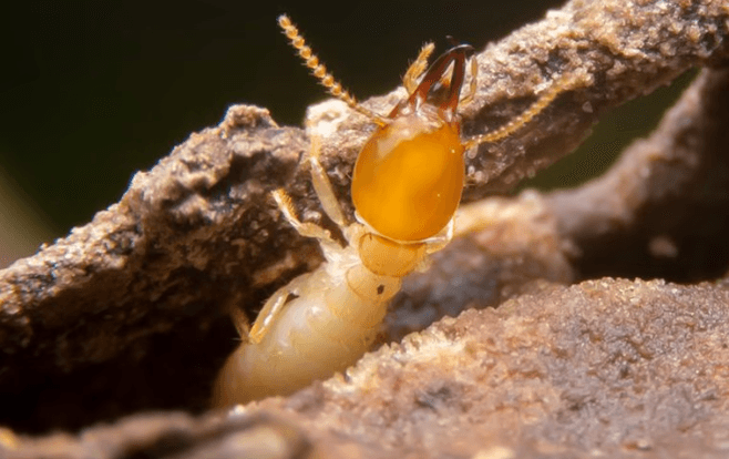 eastern subterranean termite in wood