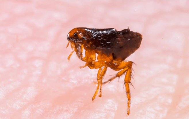 closeup of flea on skin