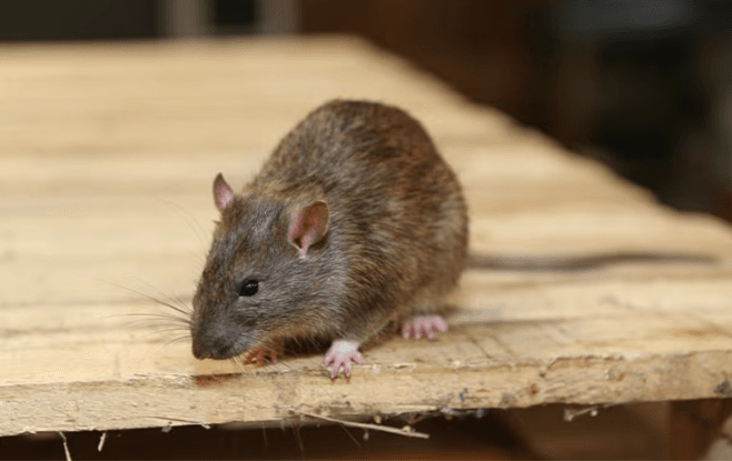 norway rat on wooden plank in house